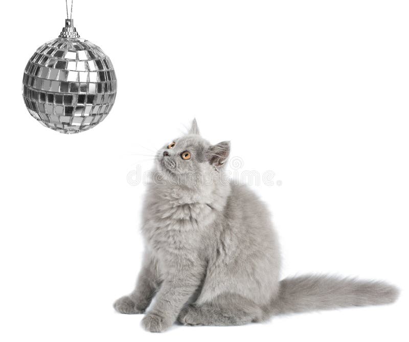 Kitten looking at christmas ball isolated