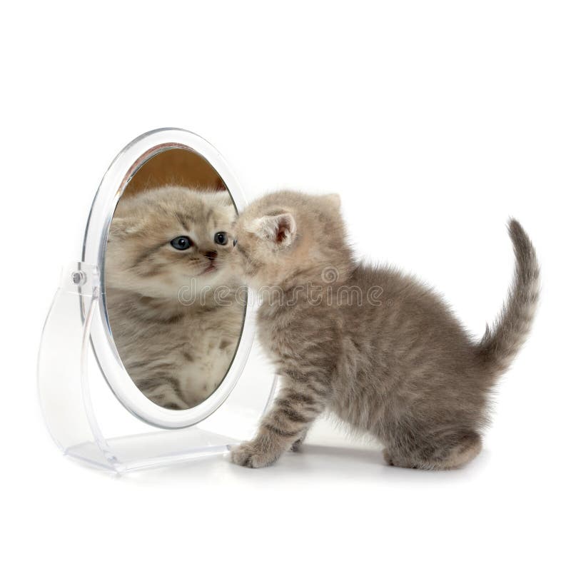 The kitten looks in mirror