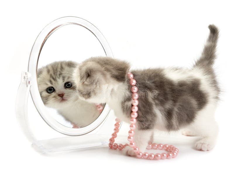 Kitten looks in a mirror