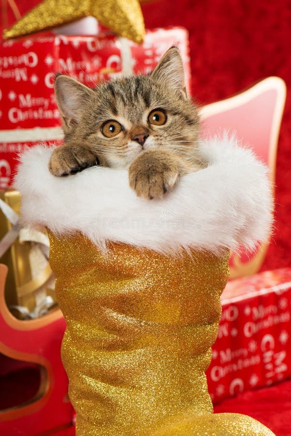 Tabby kitten sits in a golden santa boot and looking to camera. Tabby kitten sits in a golden santa boot and looking to camera