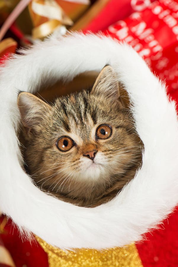 Tabby kitten sits in a golden santa boot and looking to camera. Tabby kitten sits in a golden santa boot and looking to camera