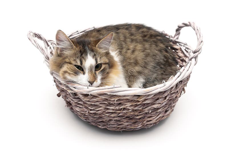 Kitten lying in a basket on a white background stock images Kitten lying in a basket on a white background stock images