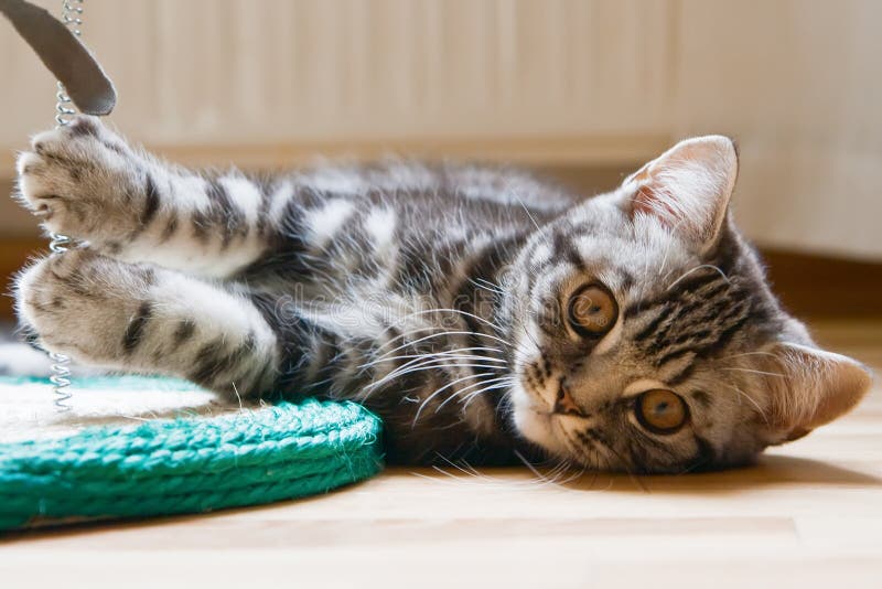 Kitten Lying On A Floor