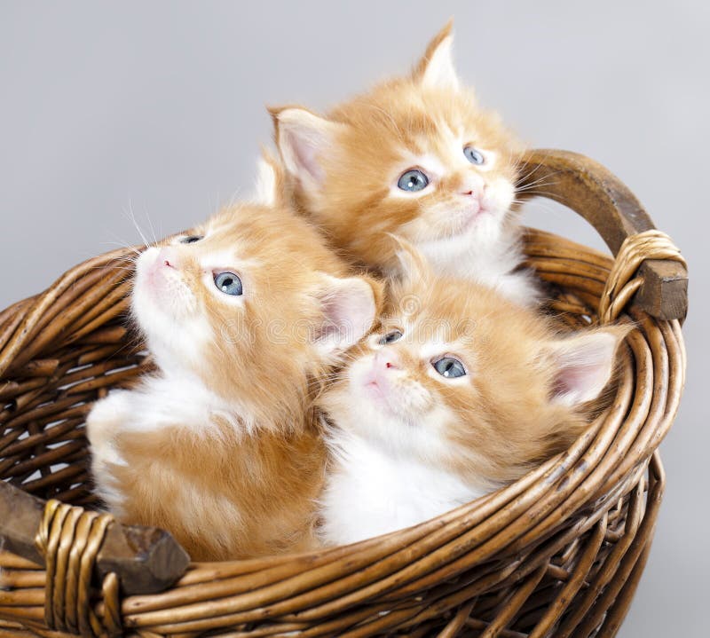 Kitten Maine Coon stock image Kitten Maine Coon stock image