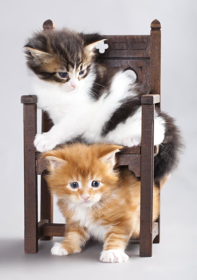 Kitten Maine Coon stock images