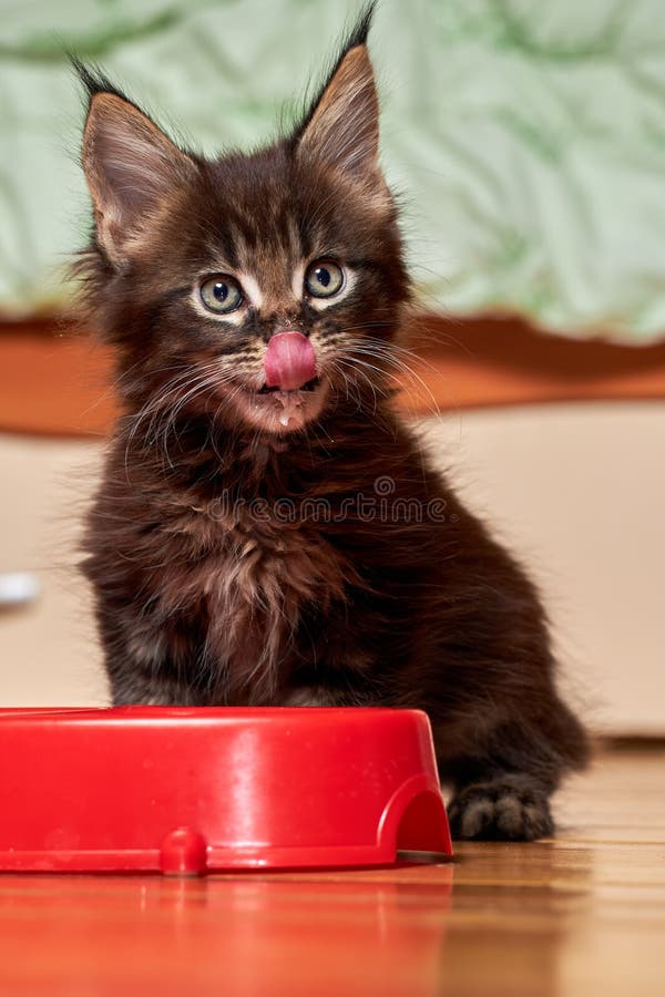 Kitten Maine Coon Licks Its Nose while Sitting at the Bowl of Milk