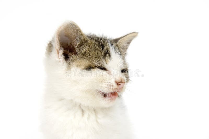 465 Funny Sneeze Stock Photos - Free & Royalty-Free Stock Photos from  Dreamstime