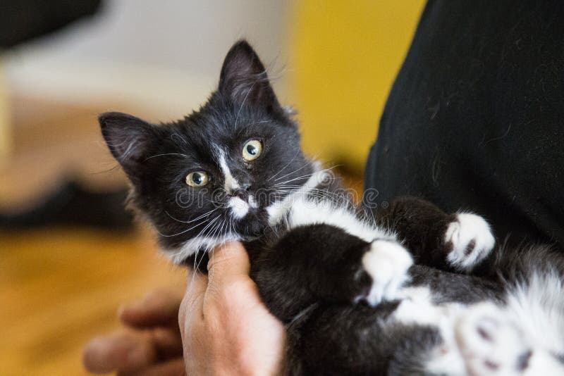 Kitten in man`s arms