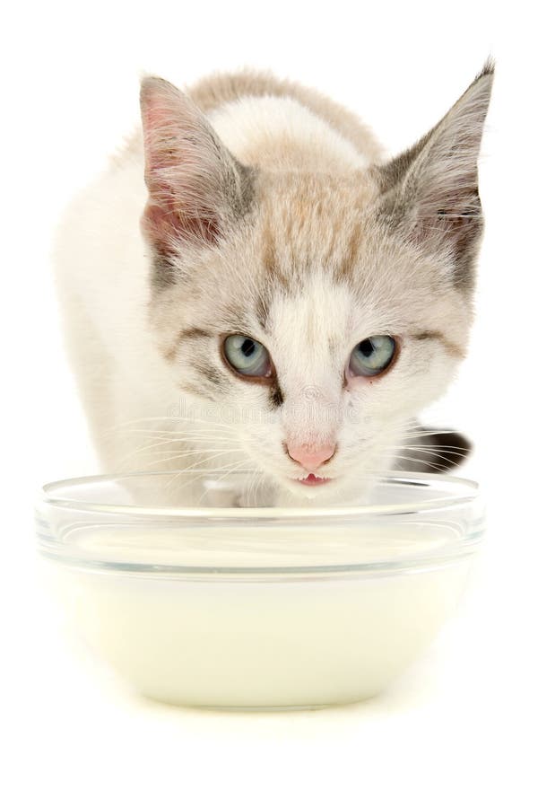 Kitten milk stock image. Image of child, carnivore, mammal 23151853