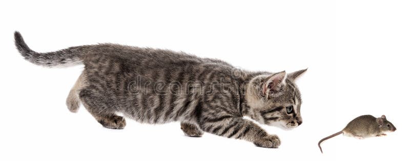 Кошка охотится