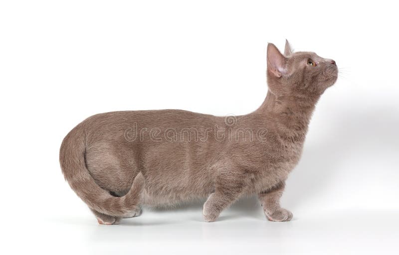 Munchkin. Cat Breeds. Adorable image of a cat with sparkling eyes.  Illustration Stock