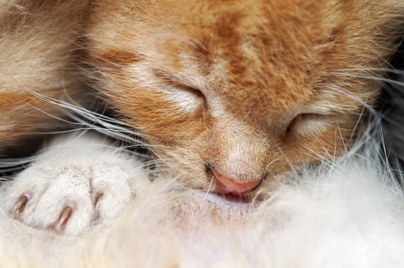 Nursing Kitten stock image. Image of suck, food, drinking 10932621
