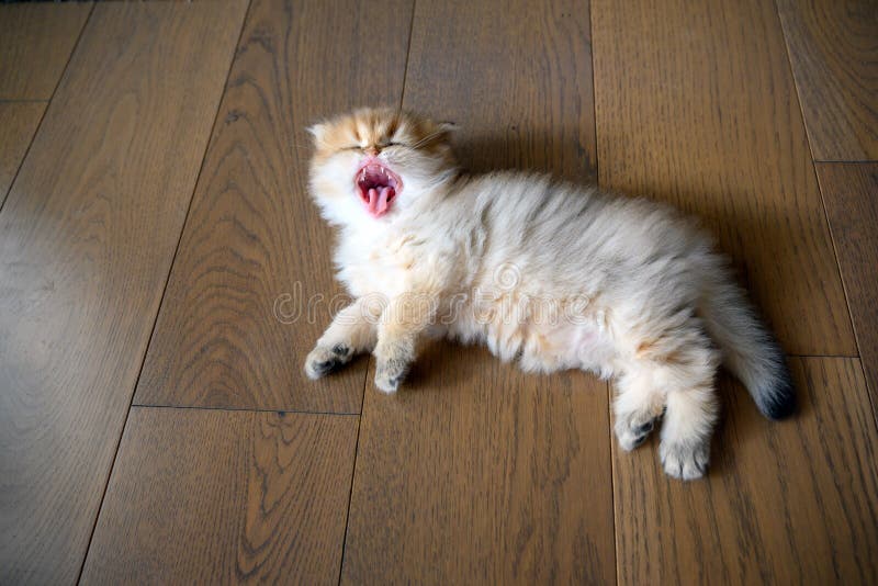 Le Chaton Ouvre Des Yeux Photo Stock Image Du Chat Animal