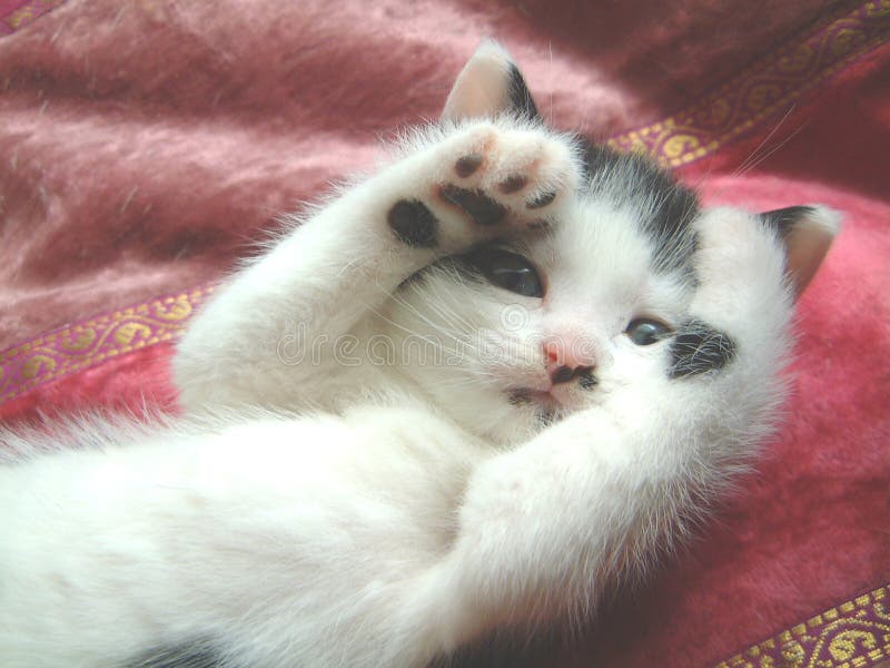 Kitten peek-a-boo