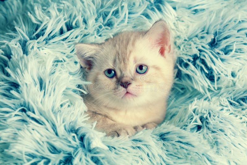 Kitten Peeking Out from Under the Blanket Stock Photo Image of
