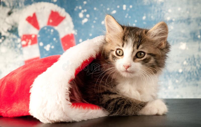 Bright-Eyed Kitten Peeks out of a Christmas Stocking with Snowflakes and Candy Cane Background. Bright-Eyed Kitten Peeks out of a Christmas Stocking with Snowflakes and Candy Cane Background.