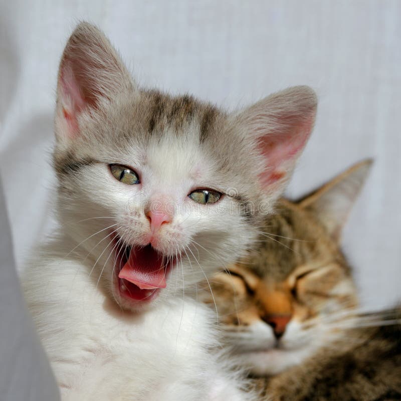Kitten Petit Mignon Baugeage Et Sa Mere Chat Se Reposent Apres Le Diner Image Stock Image Du Progeniture Mammifere