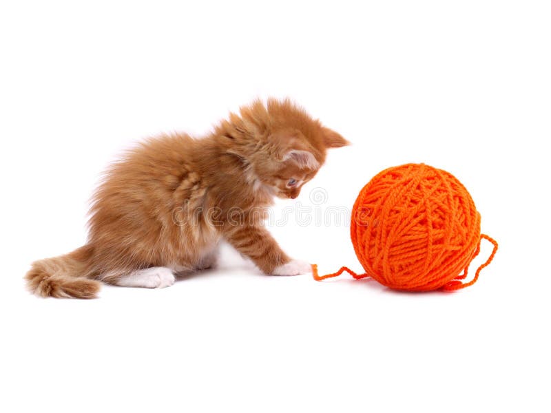 cat playing with wool