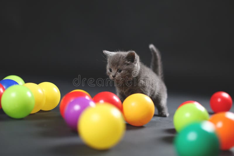 Kitten playing balls stock image. Image of basin, basins 87400365