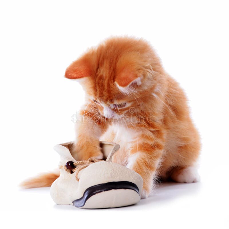 Kitten playing with a boot isolated on white