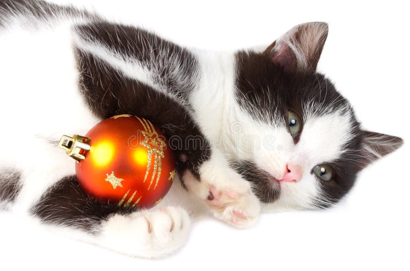 Kitten playing with christmas decoration