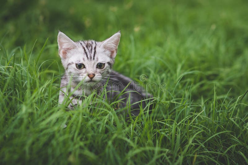 Kitten playing on green grass