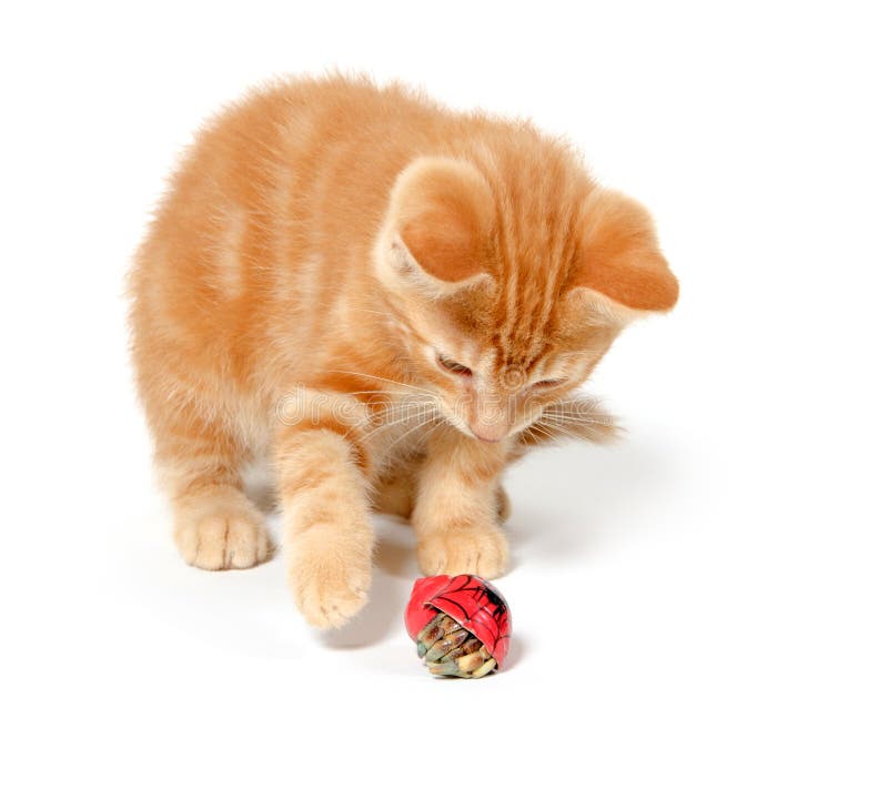 Kitten playing with hermit crab