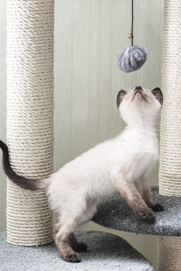 Kitten Plays with a Ball on a Rope on the Game Complex. Stock Image