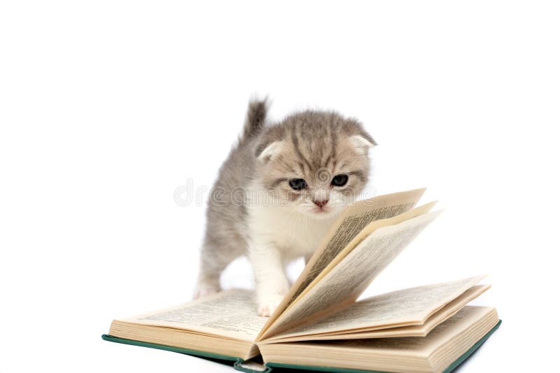 Kitten plays with the book