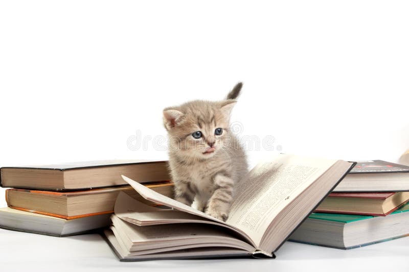 Kitten plays with the book