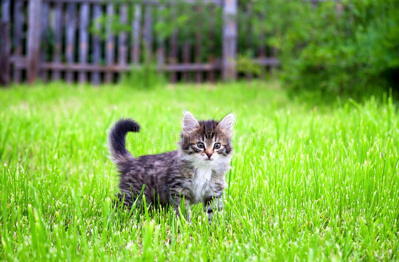Kitten Plays in a Green Grass Stock Photo Image of health, closeup 36494202