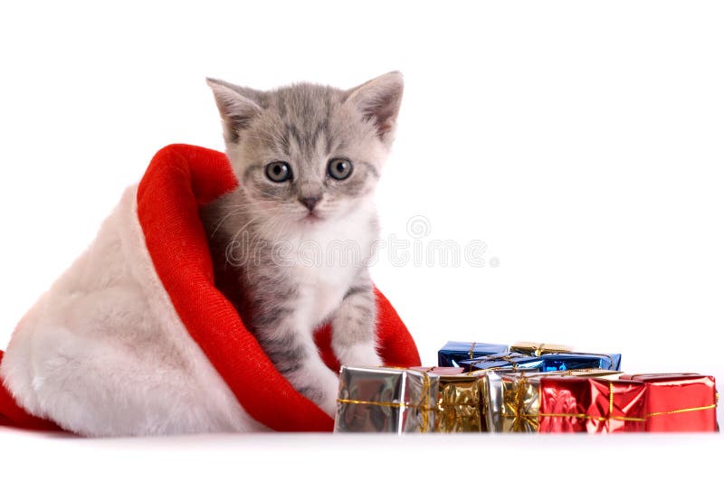 Kitten plays on a white background