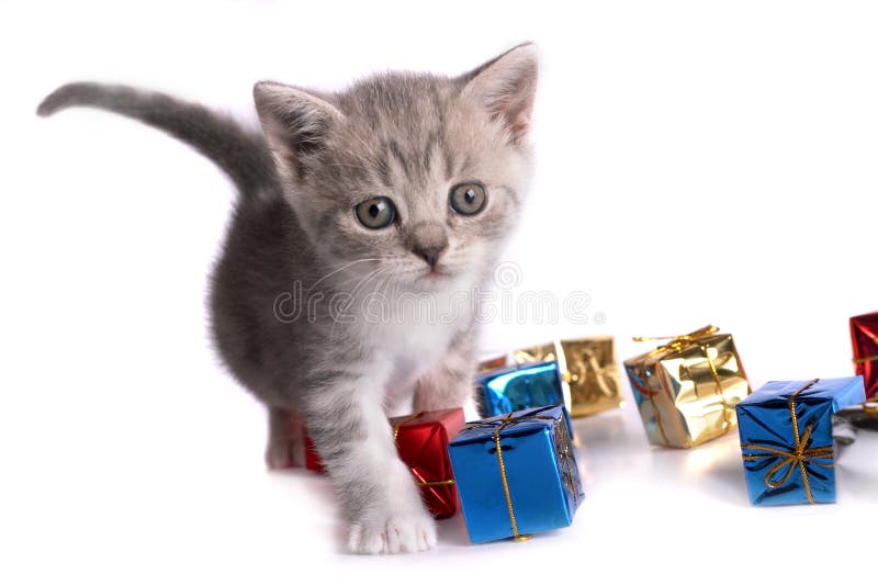 Kitten plays on a white background