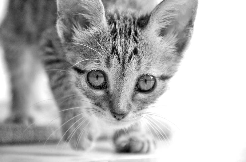 Boy Furtive Look stock image. Image of peeking, outdoors - 357695