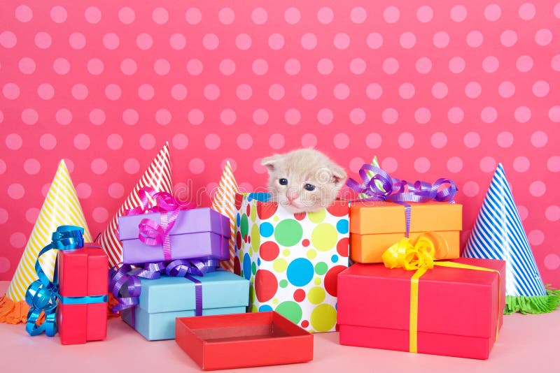 Kitten in present box with birthday party presents and hats stock photography Kitten in present box with birthday party presents and hats stock photography