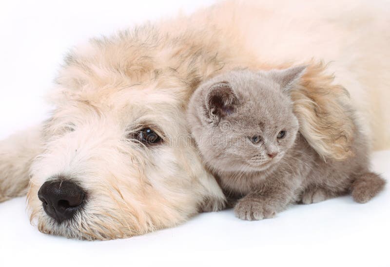 Kitten and puppy