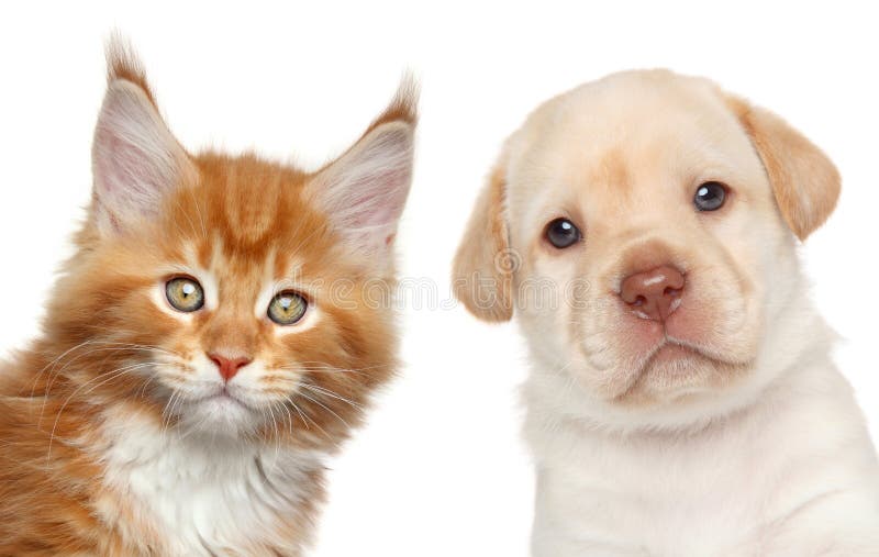 Kitten and puppy. Close-up portrait