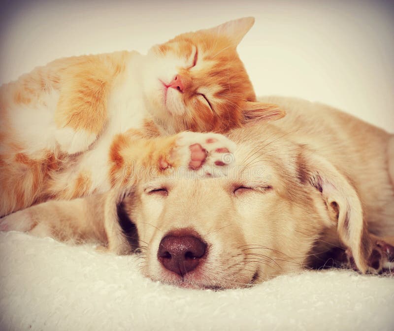 Kitten and puppy sleeping stock photo. Image of pets 59223742