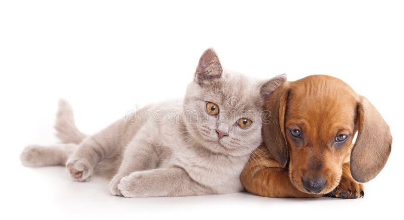 kitten and puppydachshund