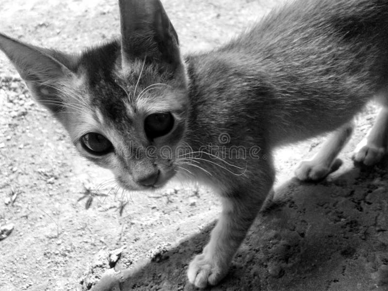 Kitten Pussy Cat Stock Image Image Of Billi Cute 116646427