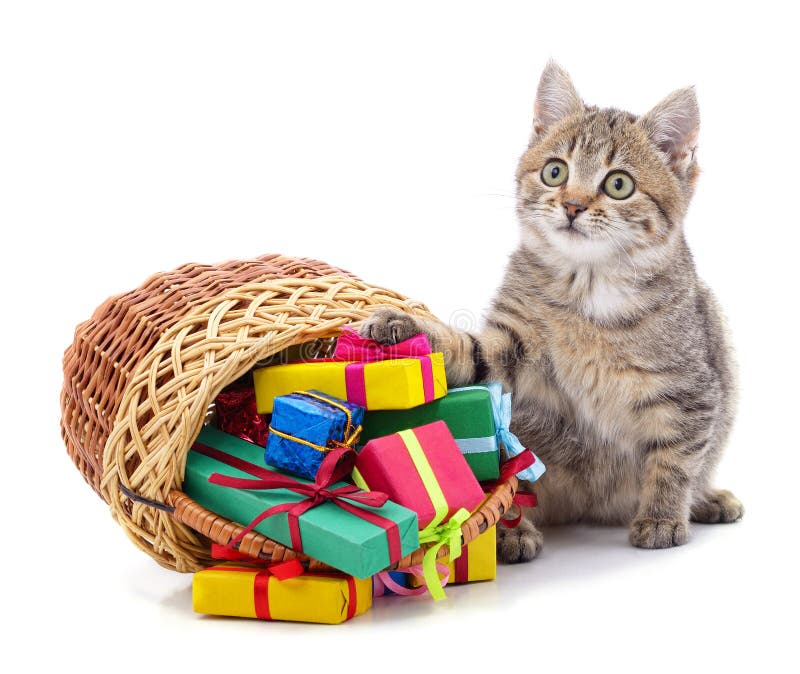 kitten gift basket