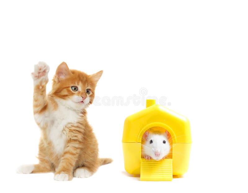 Kitten and rat stock photo. Image of cute, pets, mammal 63097154