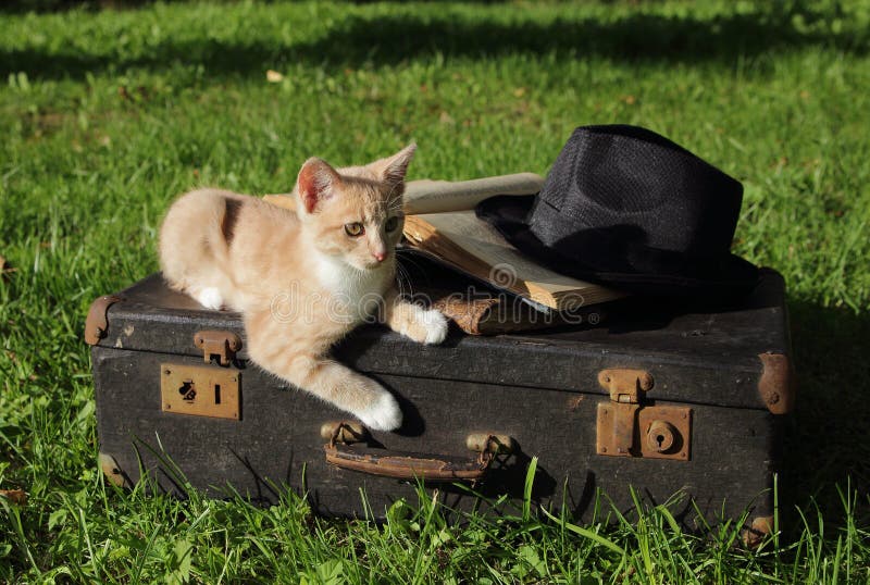 Gatito en jardín sobre el viejo maleta libros un sombrero.