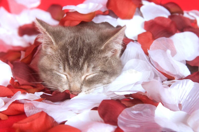 Kitten Resting in Rose Petals Stock Photo Image of rest, holiday 7863392