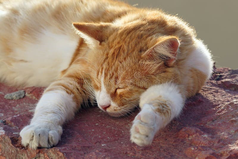 Kitten resting in the sun in Oia royalty free stock images Kitten resting in the sun in Oia royalty free stock images