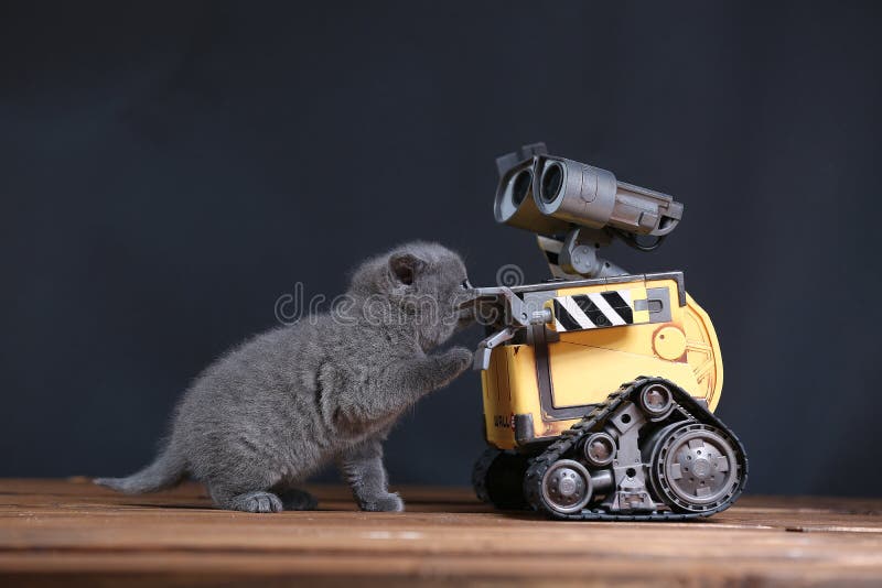 robot kitten