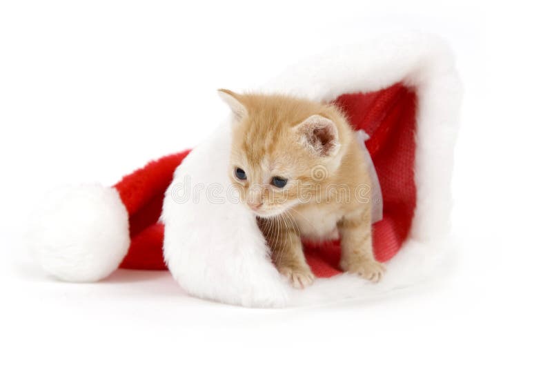 kitten santa hat