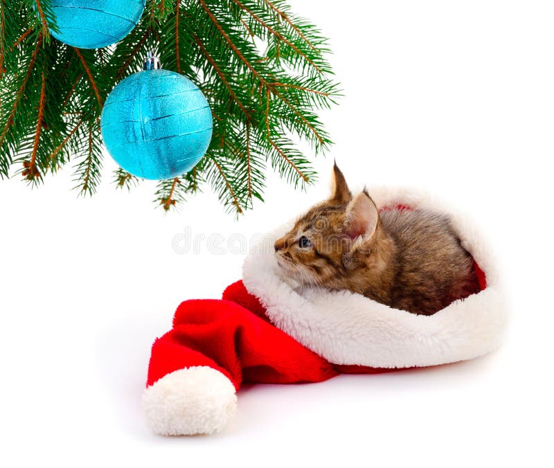 Kitten in a santa hat stock photo. Image of animal, cute - 237082136