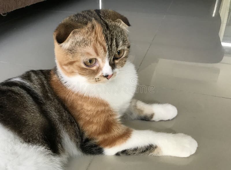 Scottish Folded Ears Cat Lying Down on the Floor Stock Photo Image of