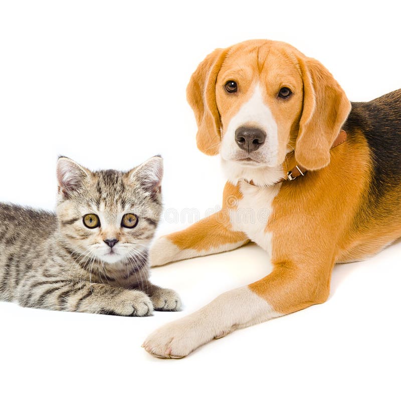 Kitten Scottish Straight and beagle dog